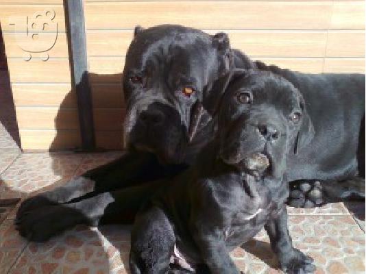 PoulaTo: cane corso